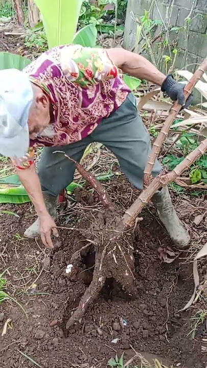 Banyak Banget ‼️😯🕺😍 #sawah #viral #indah #shortvideos #trending #tiktok #reels #panen #fyp #shorts