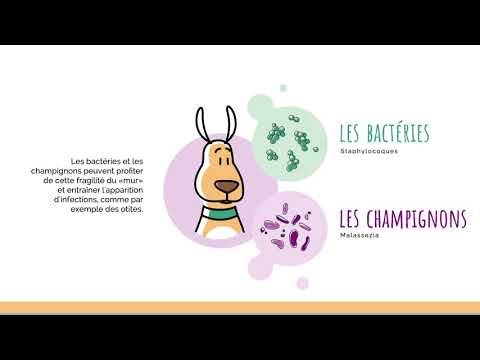 Vidéo: Plus de démangeaisons: gérer les allergies de votre animal