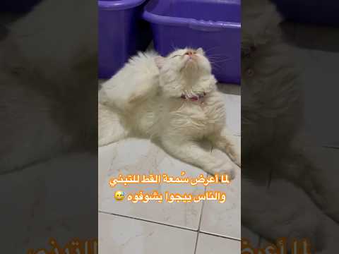 يوميات س معة القط في الفوستر هوم للتبني  