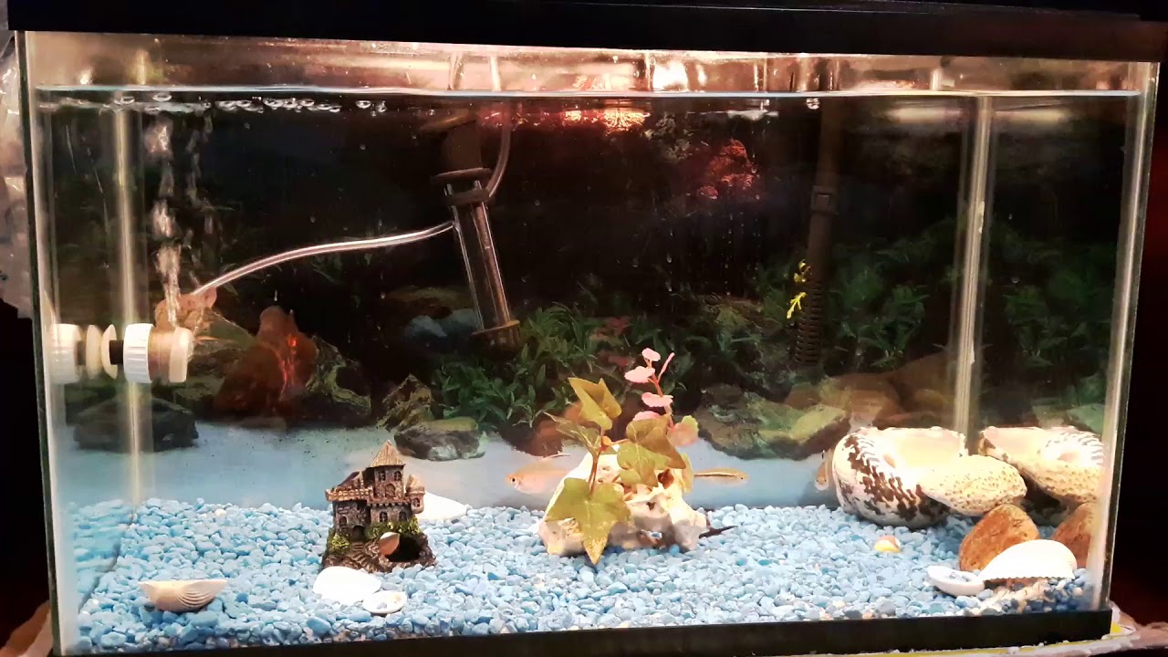 video editing software free 20 gallon baby oscar tank