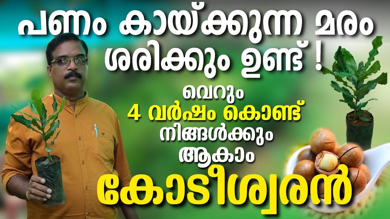 The most expensive nuts in the world|Macadamiya Plant Malayalam|1വർഷം 25 ലക്ഷം വരുമാനം