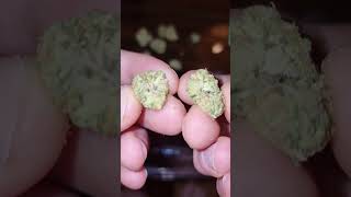 zoap UK weed smoke up and review rsosos cannabis 420 happy German Christmas 🎄