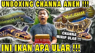 IKAN CHANA MOTIF ULAR PYTHON !!! BARU UNBOXING MAU DI MAKAN KURA KURA !!!