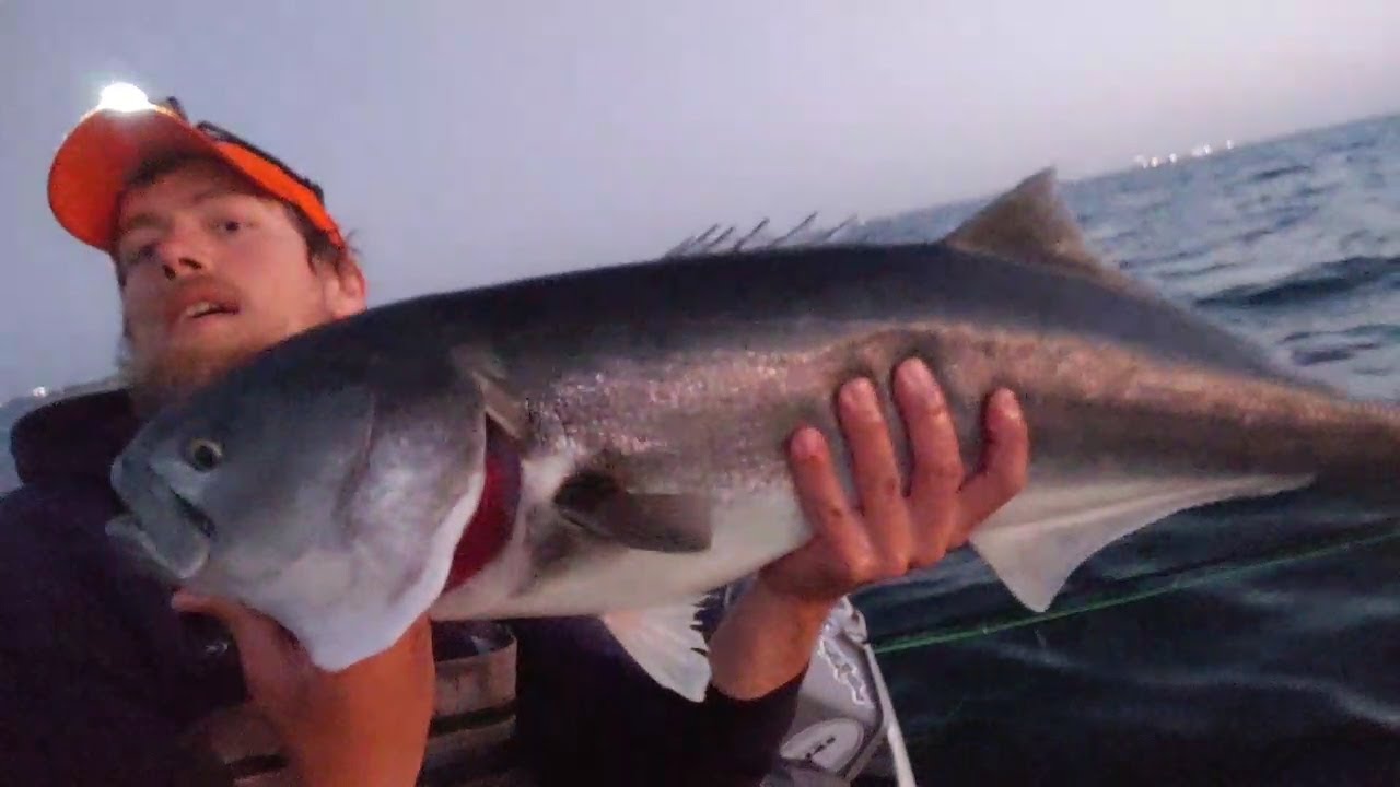 Giant Bluefish on Top Water Flies Fly Fishing YouTube