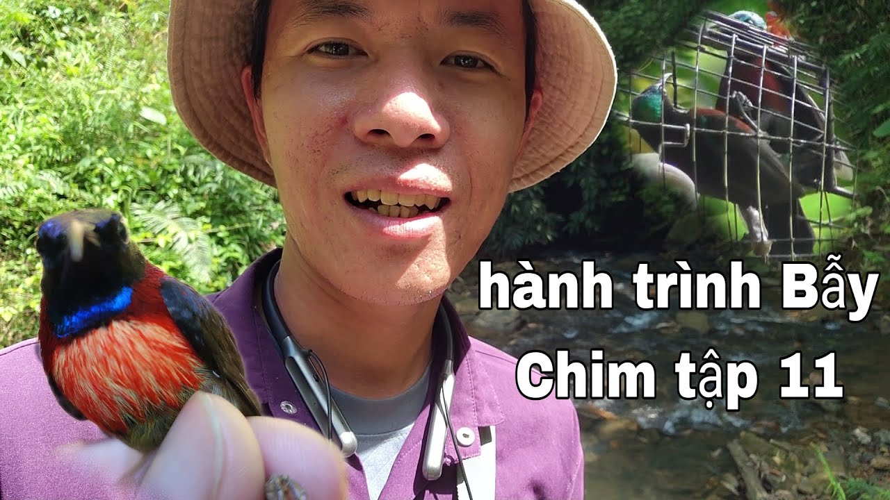 Hành Trình Bẫy Chim Tập 11 | Chuyến Đi Rừng Cực Thú Vị