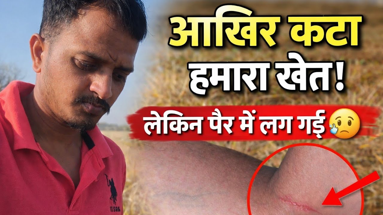 Finally खेत कट गया 😍 लेकिन मेरे पैर में लग गई 😥 | Village Life Vlog