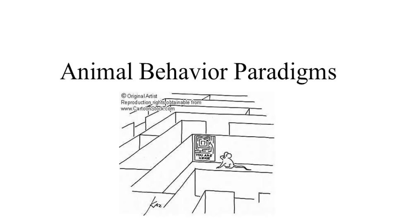 behavioral-research-methods-of-biopsychology-youtube