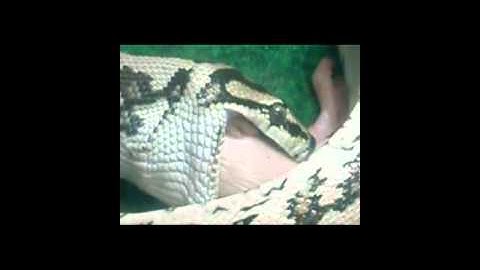 Irian Jaya Carpet Python Eating  (Watch in full screen)