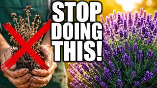 Stop Killing Your Lavender! 7 Mistakes to Avoid