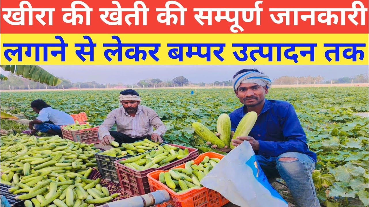 खीरा की खेती कब और कैसे करें सम्पूर्ण जानकारी | Kheera Ki Kheti Ki Jankari @SmartKisan