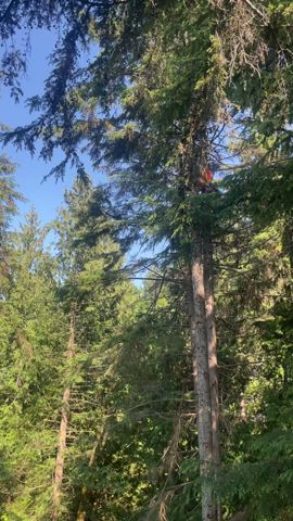 Noah going for a ride in a hemlock. #arborist #stihl #tree #falling #chainsaw #felling #treefalling