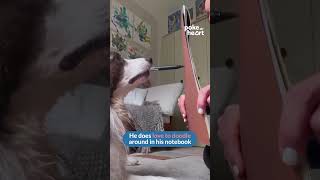 Border Collie Loves to Draw Border Collie Loves to Draw