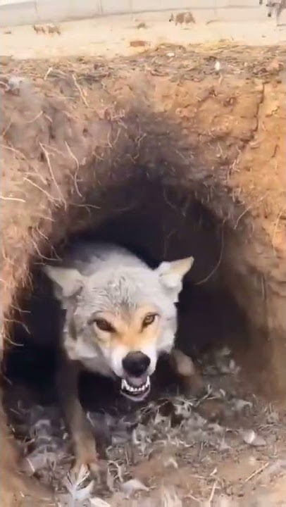 Dangerous fox attached shorts #subscribe #fox#trending #public #viral #view #nature #dangerous #art