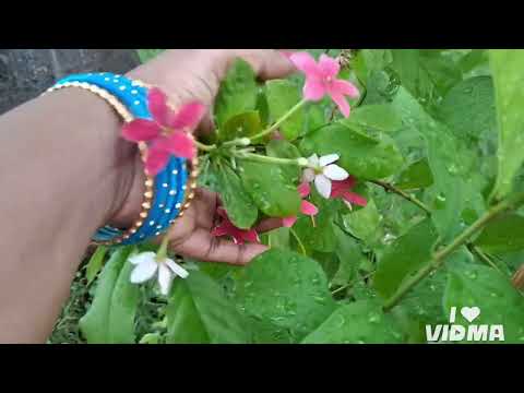 #radham#manoharam#flowers#plants