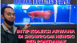 KOLEKSI ARWANA SUPER RED DI HENGKI RED PONTIANAK. IKANNYA SUPER, BUKAN KALENG-KALENG.