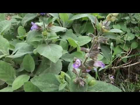 Vidéo: Qu'est-ce Que La Salvia? Utilisation, Effets, Risques Et Plus