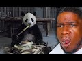 Should We Let Nature Finally Delete Pandas? Casual Geographic reaction