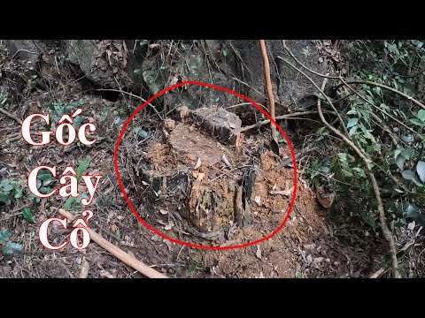 Video Phát Hiện Gốc Cây Gỗ Quý, Tìm Gỗ Quý Trên Núi Cao, Gỗ... - youtube