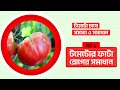কৃষক ভাইরা সাবধান! এই ভুল না এড়ালে টমেটো ফাটবেই