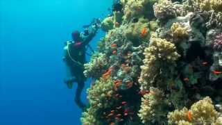 SCUBA Diving Egypt Red Sea - Underwater Video HD Resimi