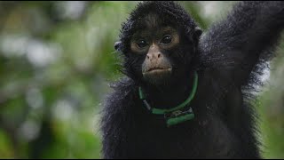 Spider Monkey Trailer