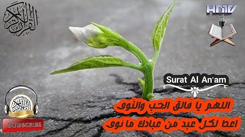 سورة الأنعام أية 95 - فالق الحب والنوى - اللهم يا فالق الحب والنوى أعط كل امرئ مانوى - full HD -