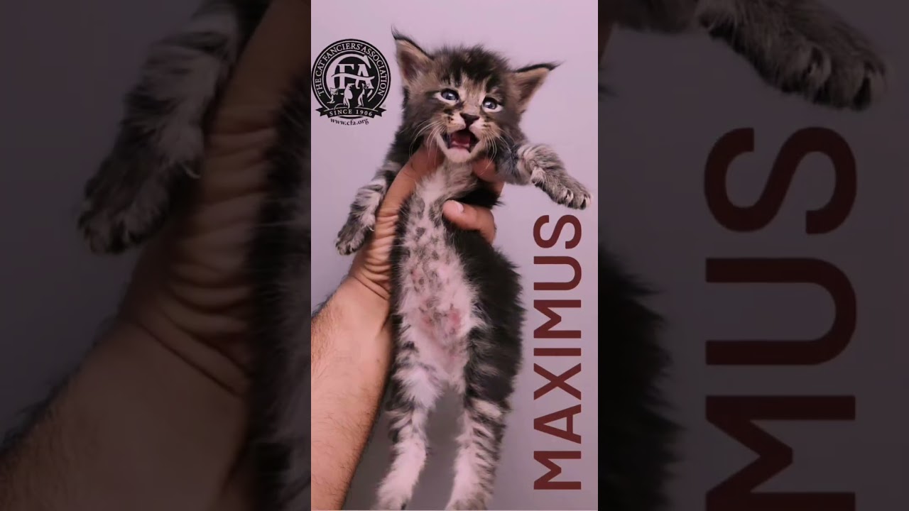 thegiant cattery  kw   mainecoon polydactyl