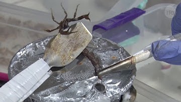 Nông dân vắt 1 lít nọc độc bọ cạp bán giá hơn 200 tỷ đồng #shorts