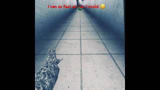 I Ran As Fast As I Could