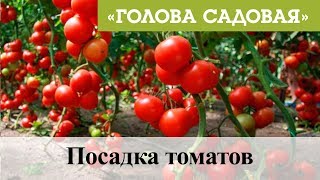 Голова садовая - Посадка томатов