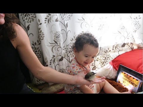 Saving a Baby Bulbul Bird