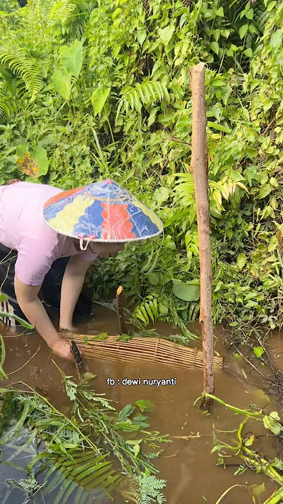 results of checking bubu (traditional bamboo fishing traps) in the swamps