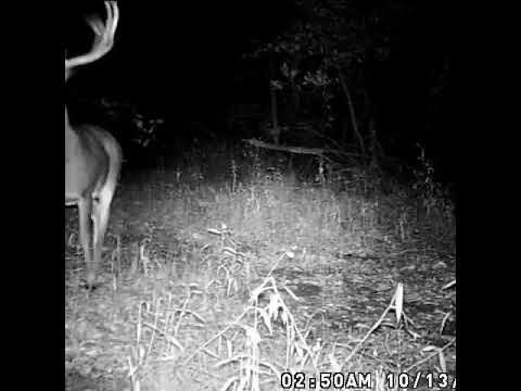 Deer at Whitegrass Ranch | Oklahoma Ranch For Sale