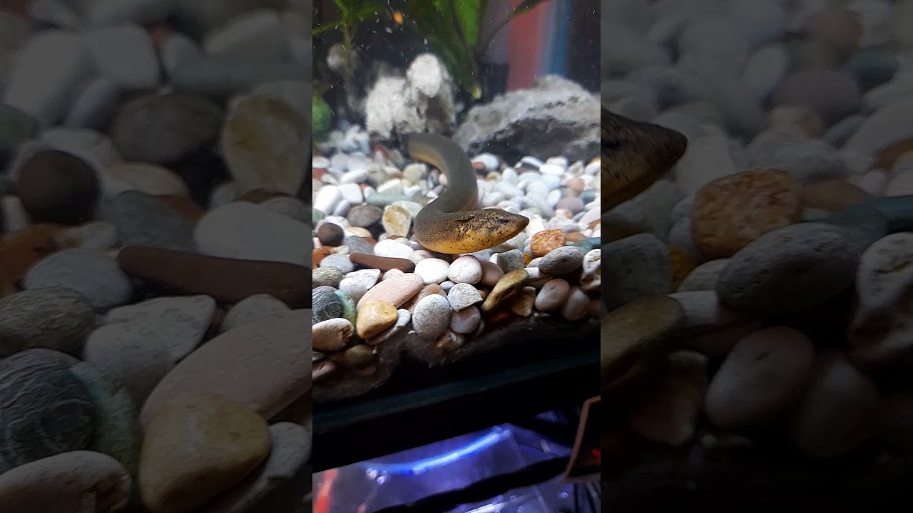 belut hias keluar dari dalam batu 