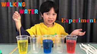 Easy Science Experiments - Walking Water with Jayden | Easy DIY Science Experiments For Kids