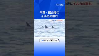 「優雅に涼んでいて、いいな…」千葉・館山港にイルカの群れ　カメラの前でジャンプも｜TBS NEWS DIG #shorts