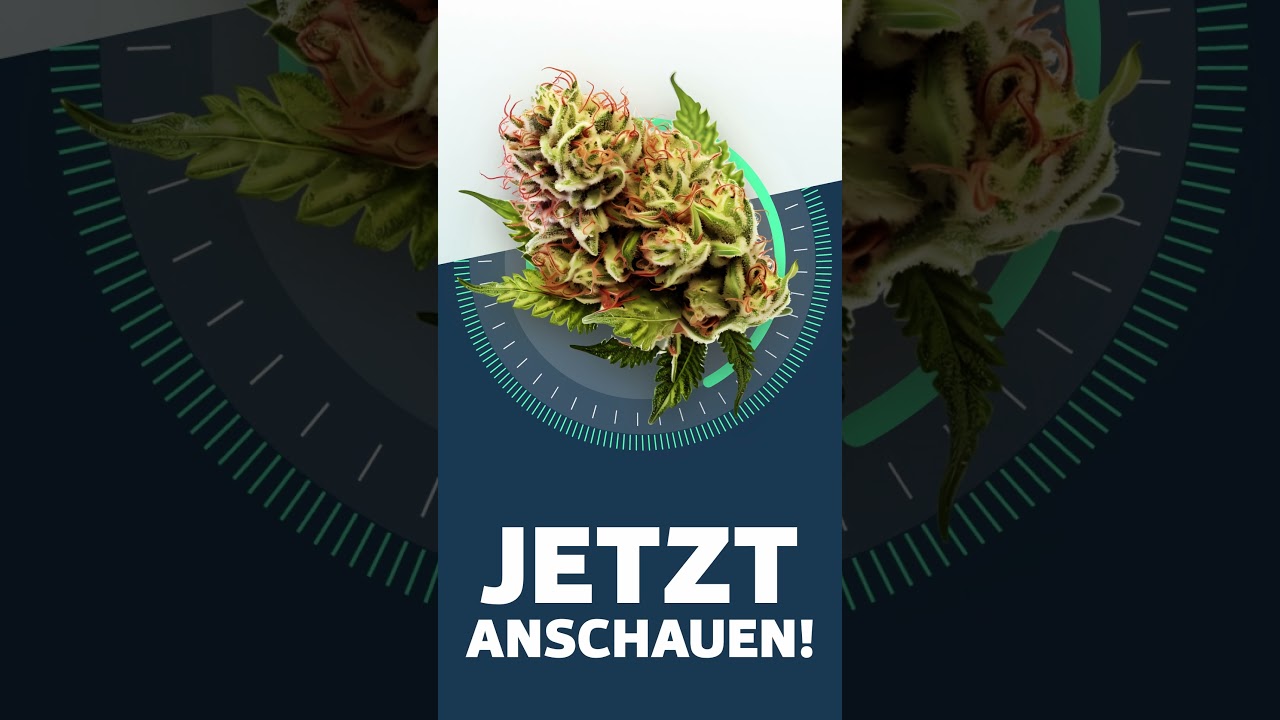 Wild Thailand - StrainView