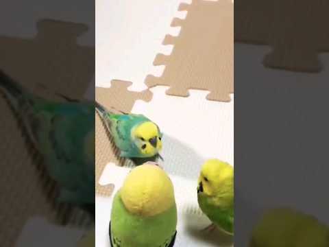 cute and funny Birds video || birds lover #birds #shortvideo #toys #tranding