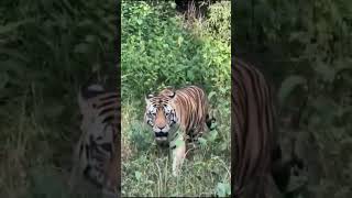 वाघाची चाल #viral#shortvideo#shortsvideo#shortsviral#जंगल#वाघ#tiger#tigers