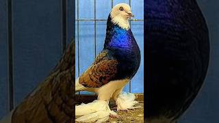 Beautiful Fancy Pigeon 🕊️ | Relaxing Background Flute Music 🎶 | Peaceful Bird Short #shorts