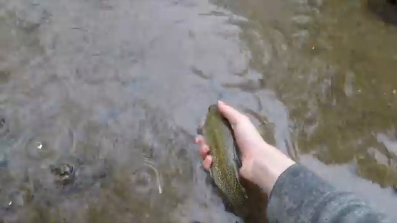 Trout fishing Manada creek in Hershey PA YouTube