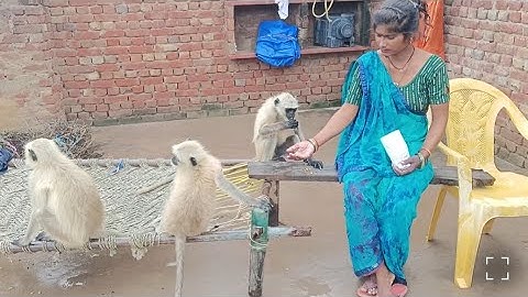 Kamlesh with dear monkey//monkey food eating with Kamlesh//monkey village video