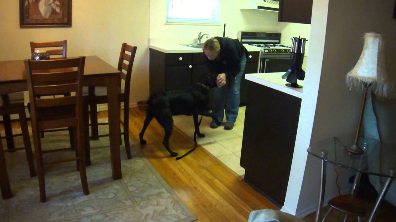 Using A Trained Dog To Detect Bed Bugs Youtube