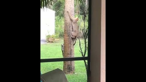 Bobcat trying to eat squirrel.