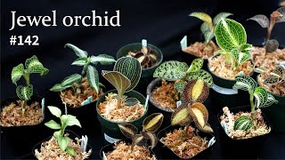 Two ways to grow jewel orchid and moss in a terrarium by 苔テラリウム専門-道草ちゃんねる‐ 21,041 views 5 months ago 10 minutes, 56 seconds