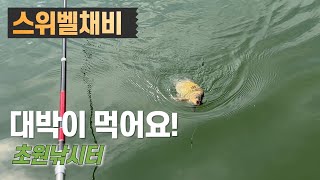 포천권 향붕어 잡기 도전! 대박이 먹습니다!-경기 포천 초원낚시터(2023.03.23)