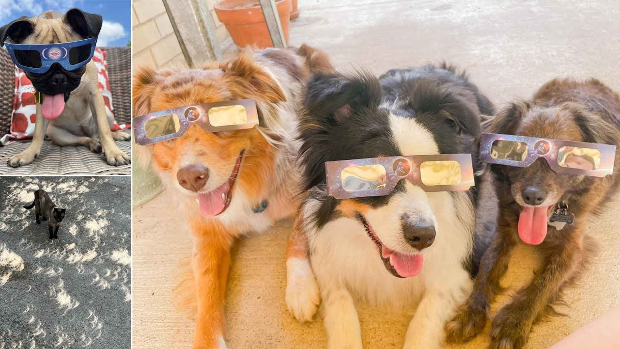 Eclipse Pets: April 9, 2024 - YouTube