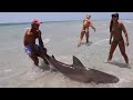 СПАС АКУЛУ, чуть не наложил в штаны. Добрые люди спасли огромную акулу на пляже и сняли на камеру