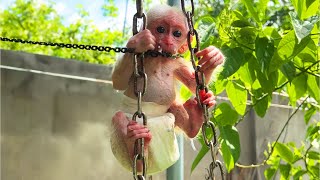 How to teach baby monkey Bon Bon to climb a leash by Home Pet 753 views 10 months ago 3 minutes, 48 seconds