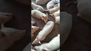 Sleeping Time Large White Yorkshire